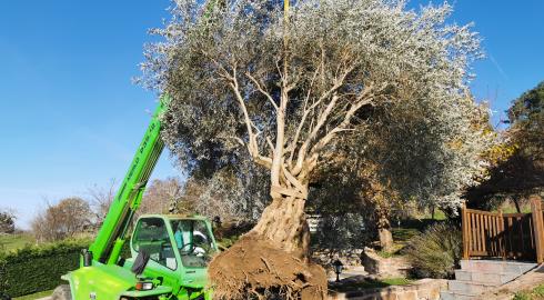 Transplantation d'un olivier 